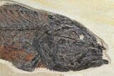 Uncommon Fish Fossil (Mioplosus) - Wyoming #172946-3